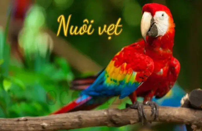 Nuôi vẹt tại nhà - Hướng dẫn chi tiết cho người mới bắt đầu