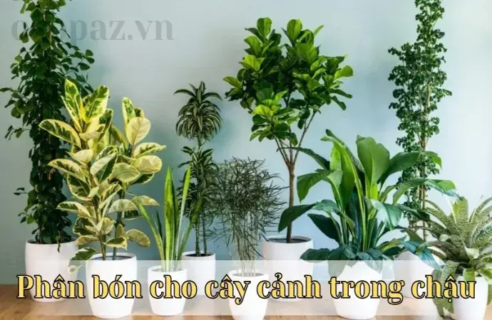 Hướng dẫn bón phân cho cây cảnh trong chậu đúng cách và hiệu quả