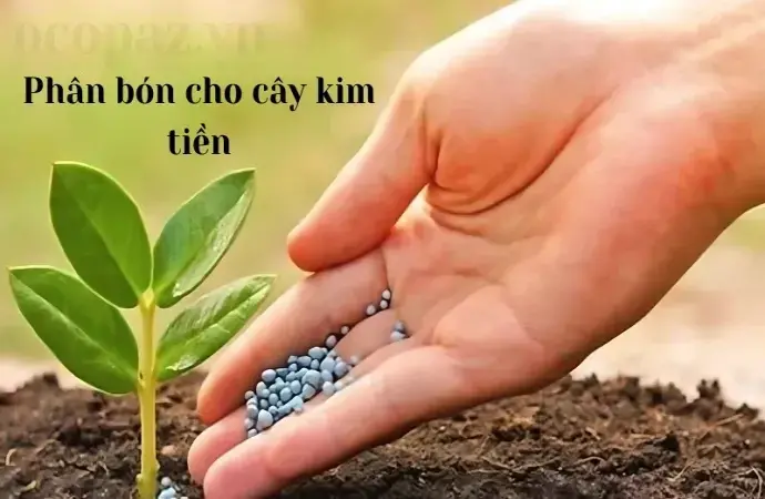 Cách chọn phân bón cho cây kim tiền để cây lúc nào cũng xanh tươi