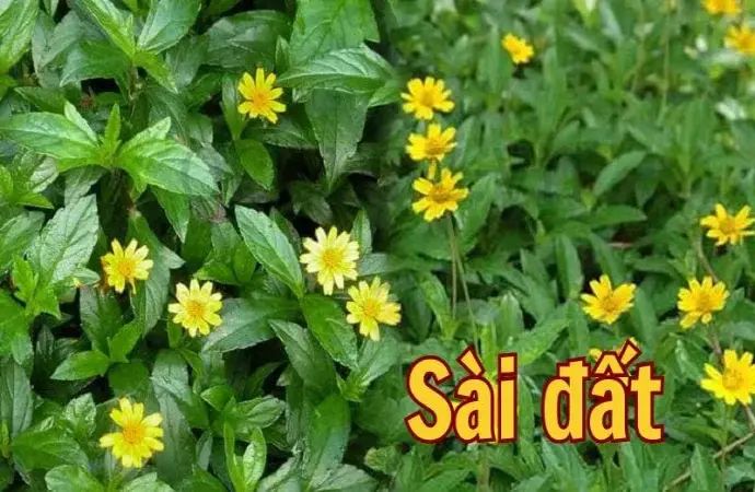 Sài đất - Thảo dược quý cho sức khỏe và sắc đẹp