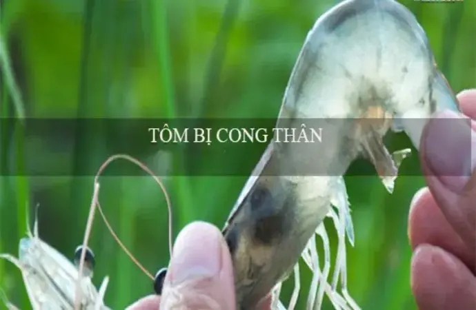 Tôm bị cong thân - Nguyên nhân và cách phòng ngừa hiệu quả