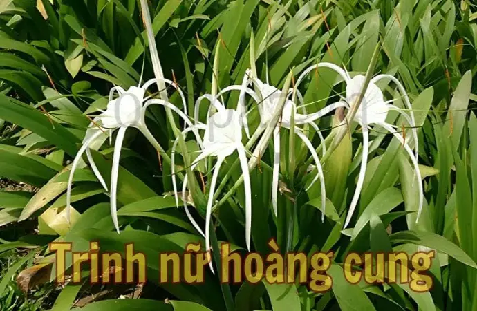 Trinh nữ hoàng cung - Công dụng và cách sử dụng