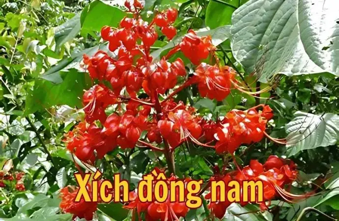 Xích đồng nam - Tác dụng, cách sử dụng và lưu ý khi dùng