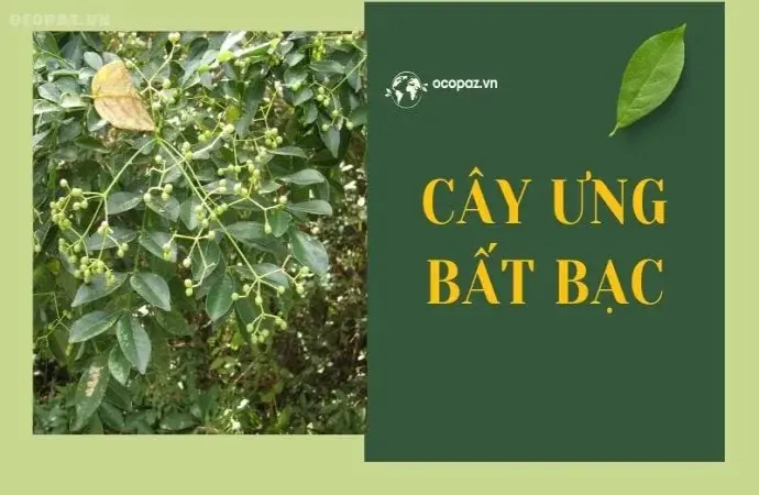 Cây ưng bất bạc – Công dụng và cách sử dụng an toàn nhất