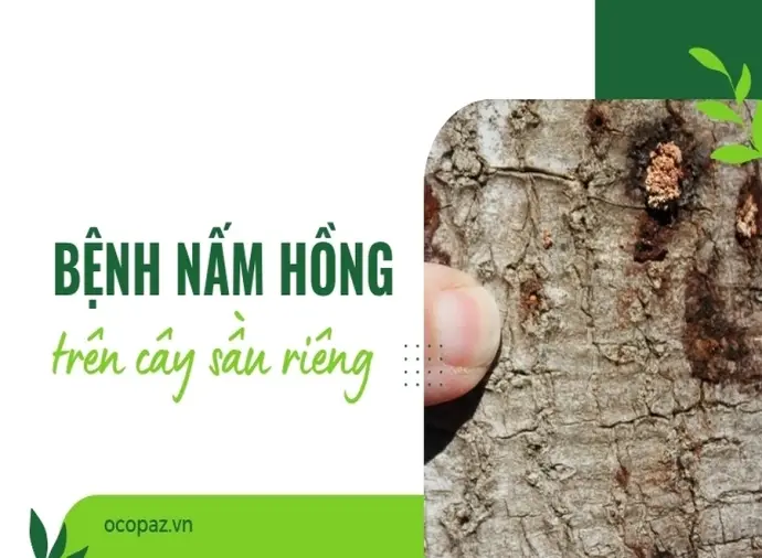 Hướng dẫn nhận biết và xử lý bệnh nấm hồng trên cây sầu riêng