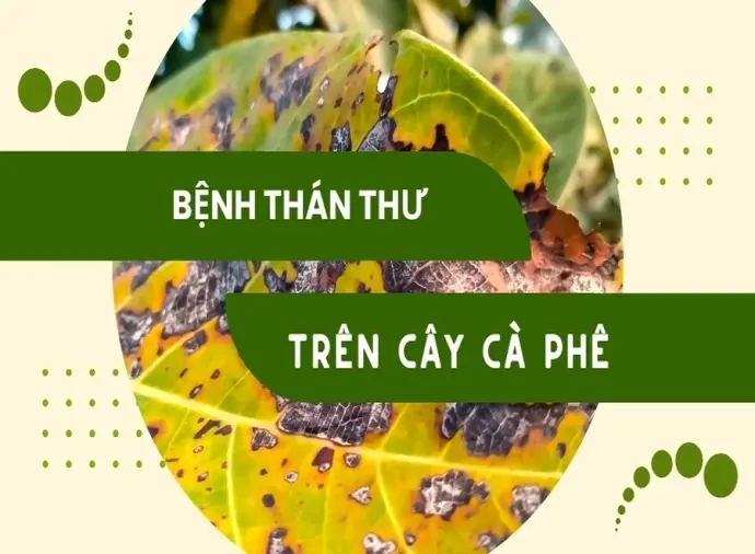 Phương pháp phòng chống bệnh thán thư trên cây cà phê