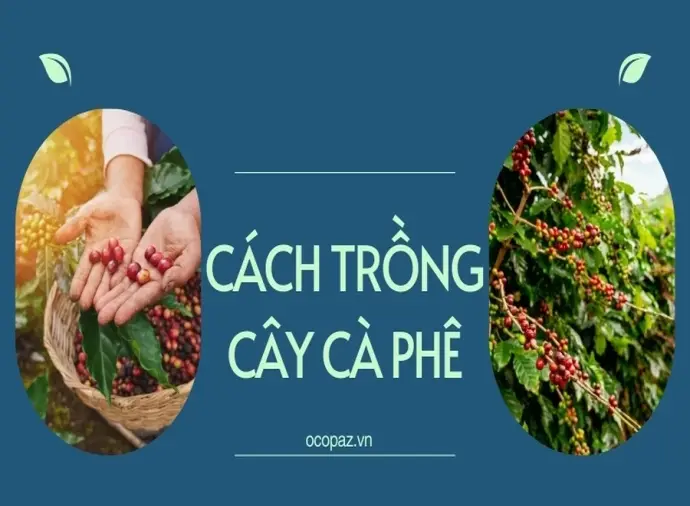 Cách trồng cà phê năng suất cao theo quy trình chuẩn