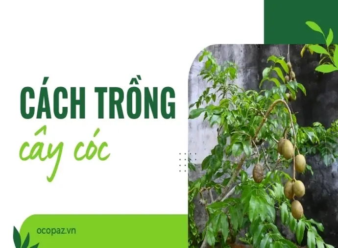 Hướng dẫn trồng cây cóc từ hạt giúp cây khỏe mạnh bền lâu