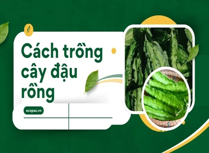 Bí quyết trồng cây đậu rồng trong chậu xanh tốt quanh năm