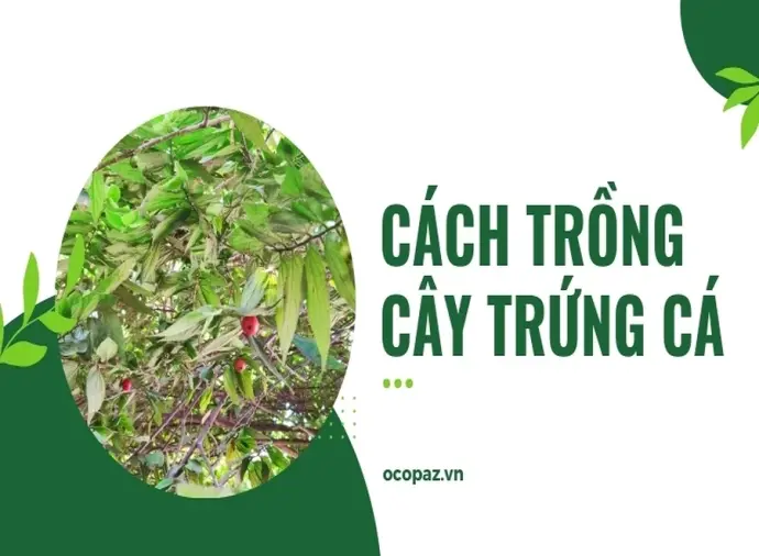 Hướng dẫn cách trồng cây trứng cá giúp cây nhanh ra quả