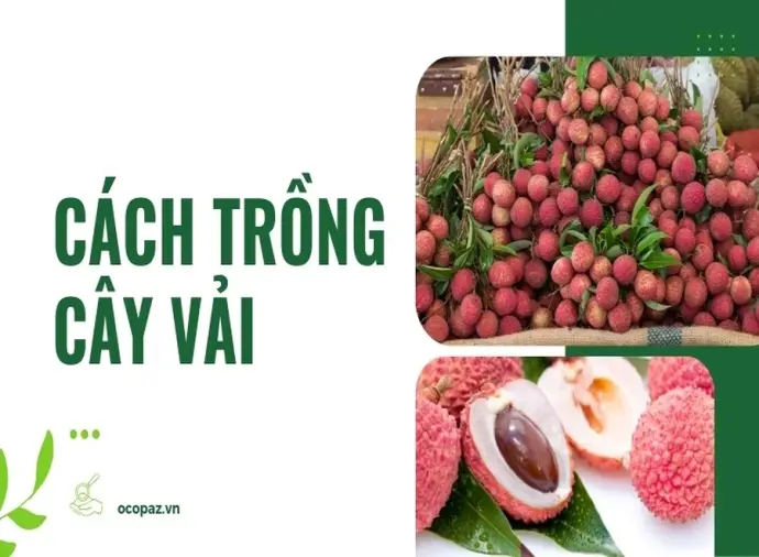 Cách trồng cây vải đúng kỹ thuật cho năng suất vượt trội