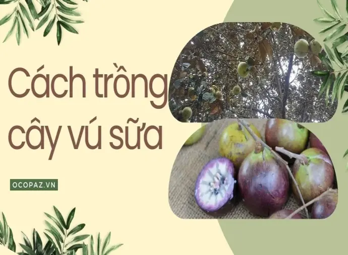 Cách trồng cây vú sữa trong vườn nhỏ tiết kiệm không gian