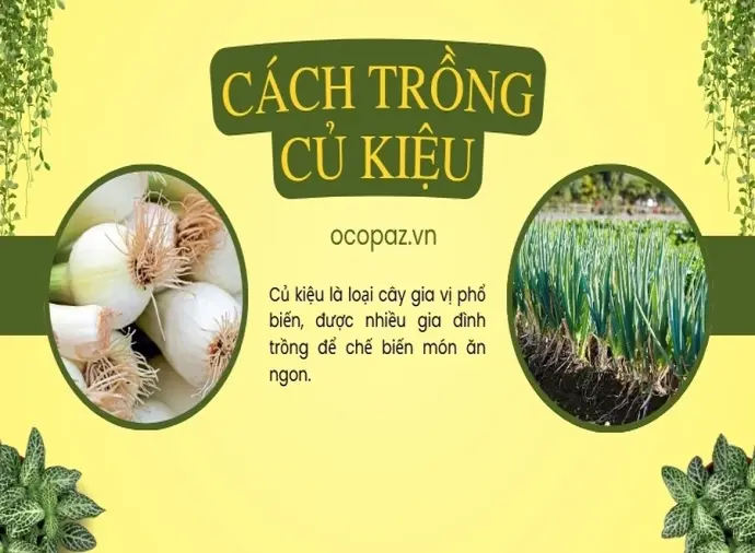 Hướng dẫn cách trồng củ kiệu hiệu quả cho người mới bắt đầu