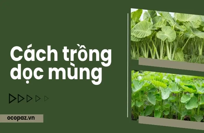 Hướng dẫn chi tiết cách trồng dọc mùng năng suất cao