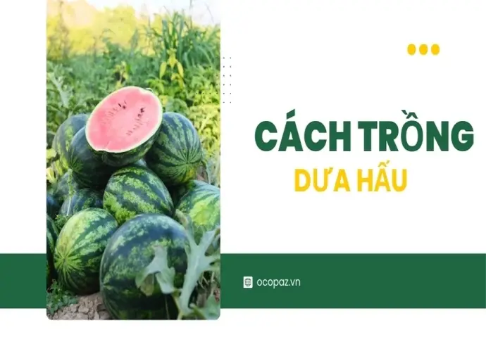 Cách trồng dưa hấu tại nhà đơn giản và hiệu quả nhất