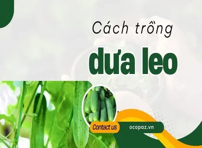 Hướng dẫn chi tiết cách trồng dưa leo dễ dàng cho mọi nhà