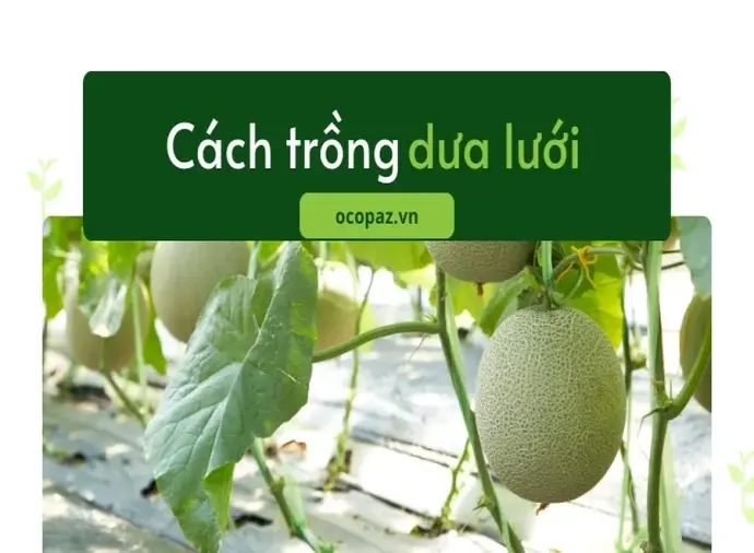 Cách trồng dưa lưới trong vườn đạt chất lượng cao nhất