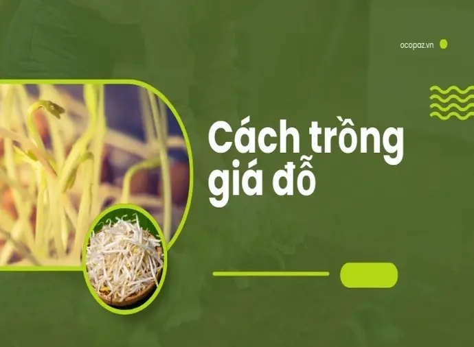 Hướng dẫn cách trồng giá đỗ sạch không cần máy chuyên dụng