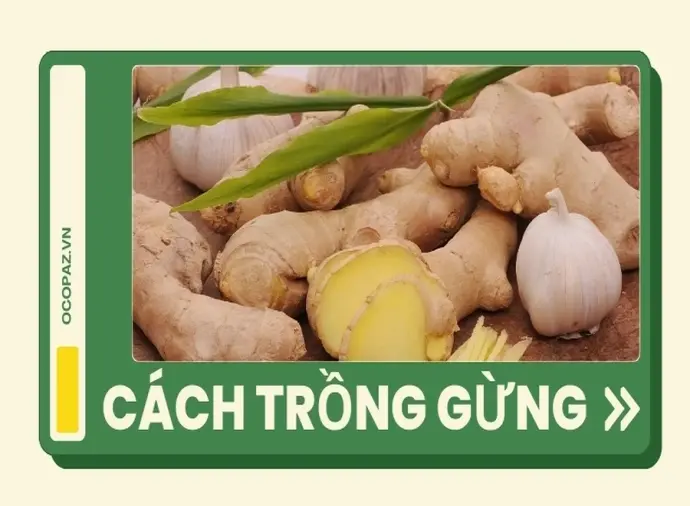 Hướng dẫn cách trồng gừng tại nhà đơn giản và hiệu quả