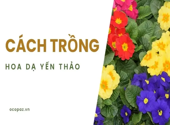 Hướng dẫn cách trồng hoa dạ yến thảo nở rộ quanh năm