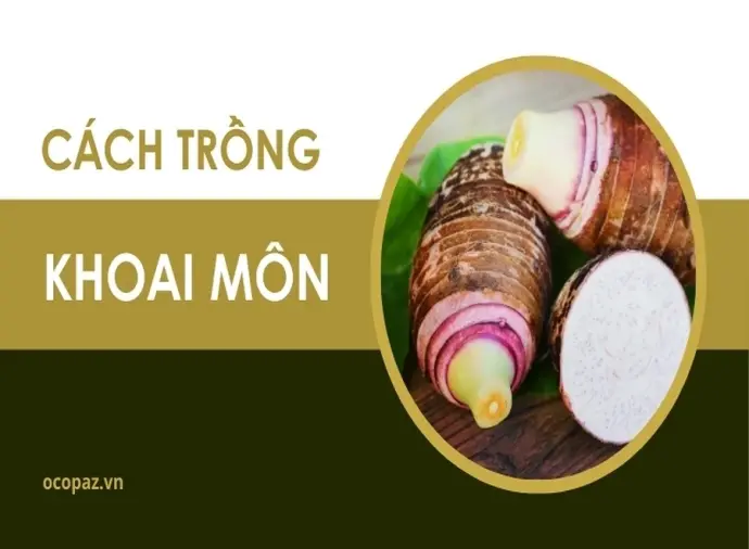 Hướng dẫn cách trồng khoai môn trên đất vườn hiệu quả