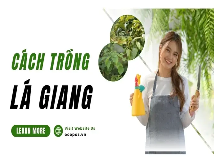 Chia sẻ kinh nghiệm trồng lá giang tươi tốt không sâu bệnh