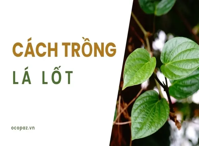 Kỹ thuật trồng lá lốt trong thùng xốp đơn giản hiệu quả