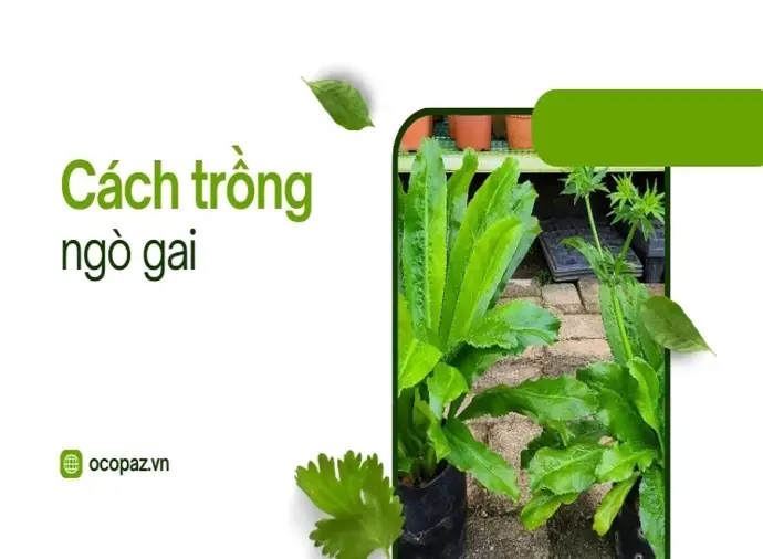 Cách trồng ngò gai tại nhà nhanh chóng và đơn giản