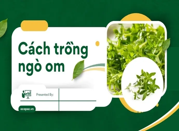 Cách trồng ngò om tươi ngon cho bữa ăn thêm hấp dẫn