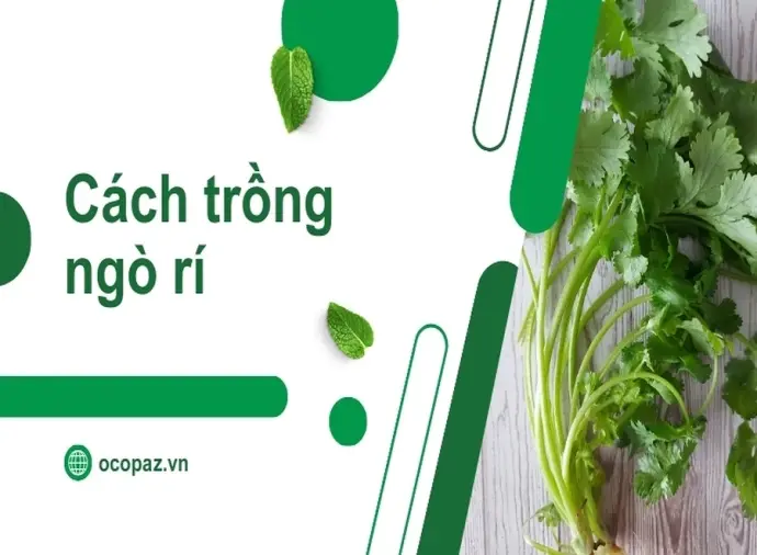 Những điều cần biết khi trồng ngò rí trong vườn nhà bạn