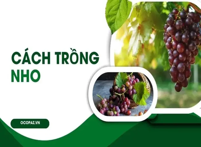 Hướng dẫn trồng nho đúng cách cho năng suất cao quả ngọt