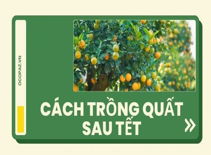 Hướng dẫn cách trồng quất sau tết đơn giản và hiệu quả