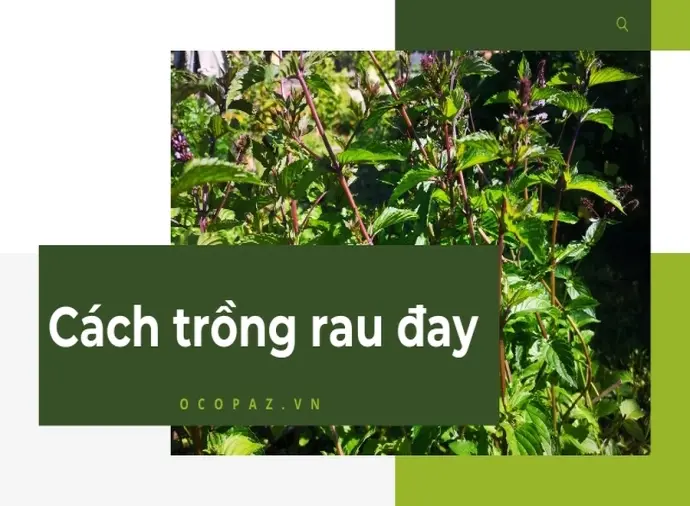 Cách trồng rau đay tại nhà đơn giản và năng suất cao