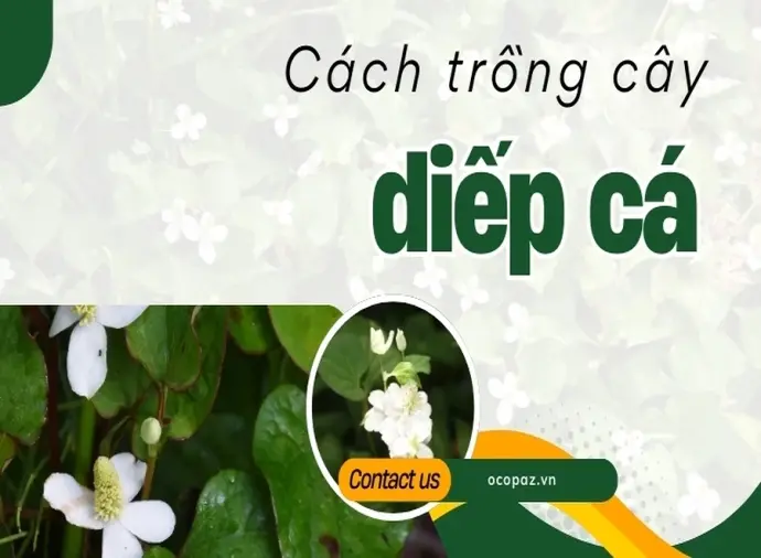 Hướng dẫn cách trồng rau diếp cá tại nhà dễ dàng nhất