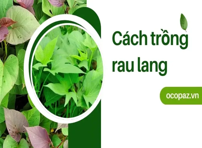 Mẹo trồng rau lang xanh tốt và không sâu bệnh tại nhà