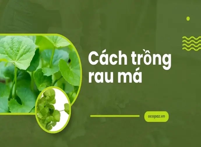 Bí quyết trồng rau má tại nhà cho năng suất cao nhất