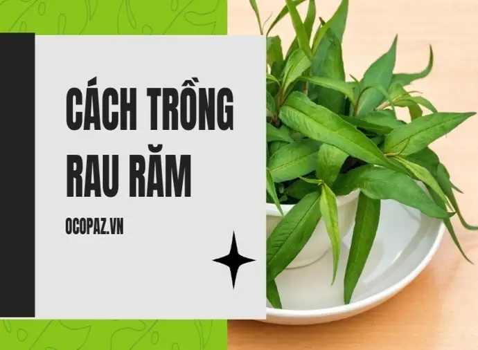 Cách trồng rau răm tại nhà đơn giản và hiệu quả nhất