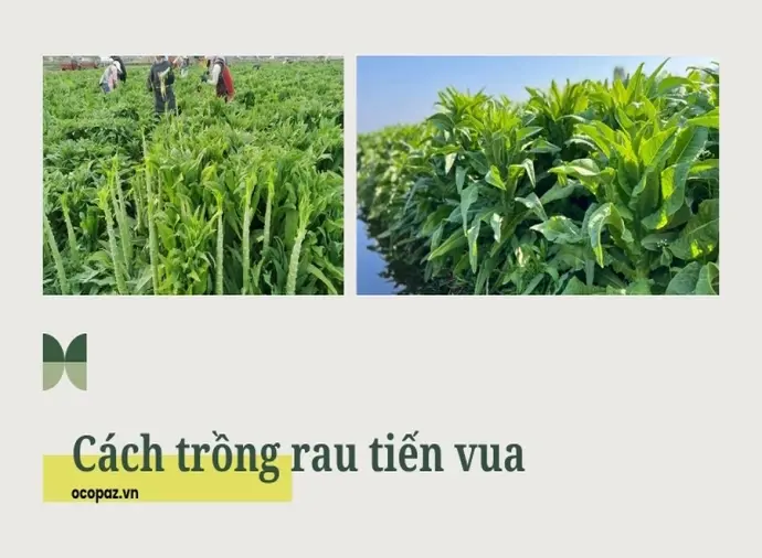 Cách trồng rau tiến vua tại nhà đơn giản và hiệu quả