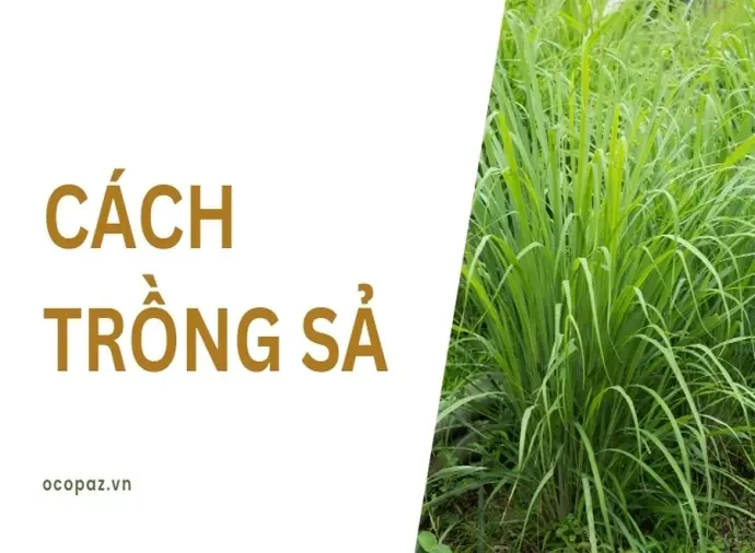 Hướng dẫn cách trồng sả xanh tốt quanh năm không sâu bệnh