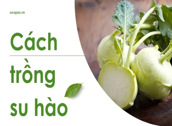 Hướng dẫn cách trồng su hào tại nhà đơn giản hiệu quả