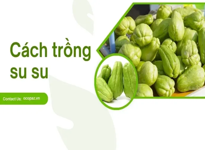 Cách trồng su su tại nhà đơn giản mà vẫn đạt năng suất cao