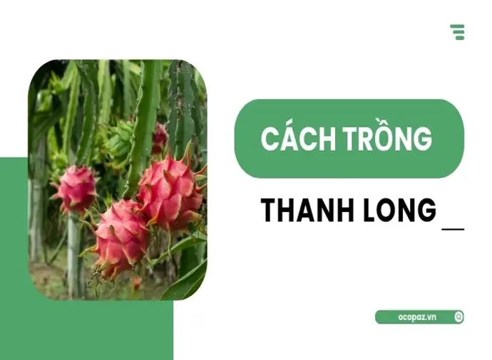 Cách trồng thanh long tại nhà dễ dàng cho năng suất cao