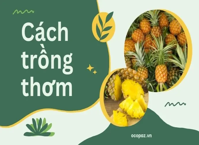 Cách trồng thơm đơn giản tại nhà cho trái ngọt quanh năm