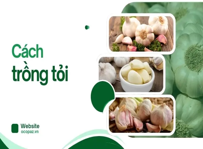 Cách trồng tỏi bằng hạt giống tốt cho năng suất vượt trội