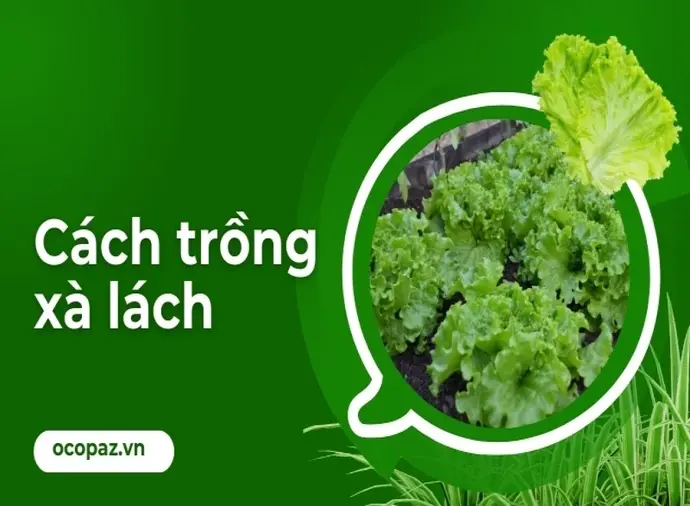 Cách trồng xà lách trong vườn rau mang lại năng suất cao