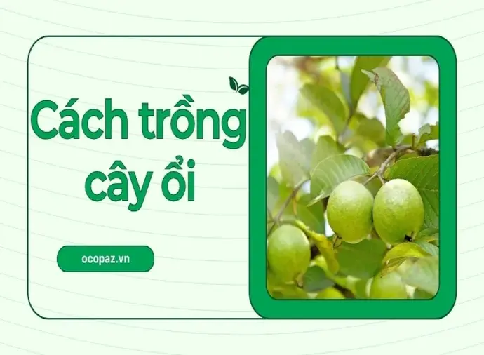 Mẹo trồng cây ổi sạch không sâu bệnh an toàn cho sức khỏe