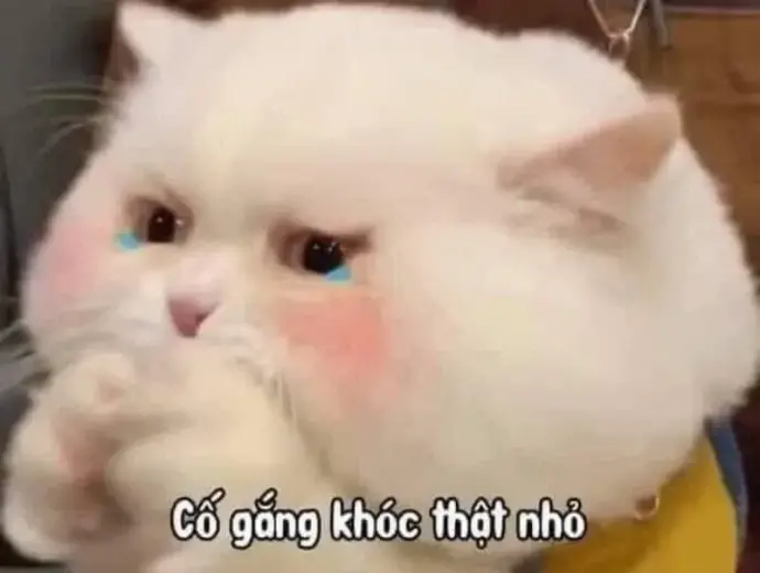 Khám phá cry meme những khoảnh khắc xúc động và hài hước