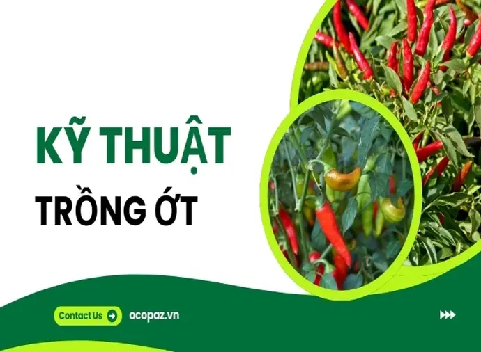 Kỹ thuật trồng ớt hiệu quả giúp cây phát triển nhanh chóng