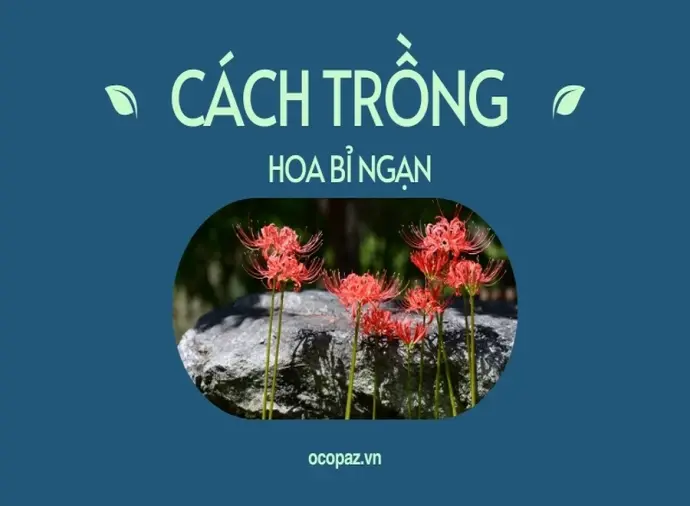 Hướng dẫn trồng hoa bỉ ngạn đúng cách để cây ra hoa nhanh