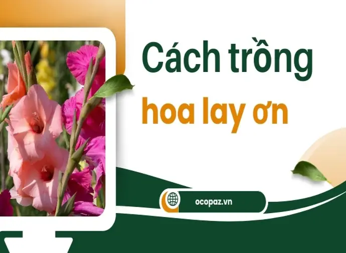 Bí quyết trồng hoa lay ơn xanh tươi và dễ chăm sóc